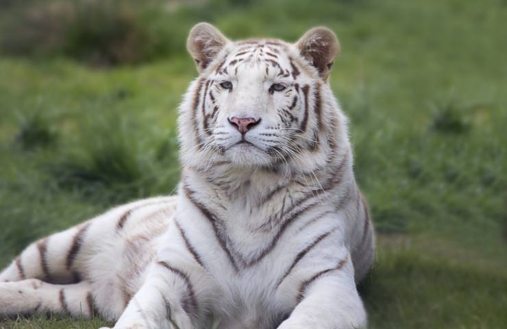 tigre caratteristiche e habitat