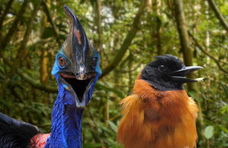 cassowary pitohui