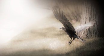 Gli uccelli più pericolosi del pianeta: non vorresti mai incontrarli