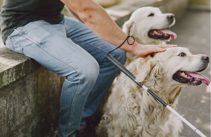 cane guida diventa cieco