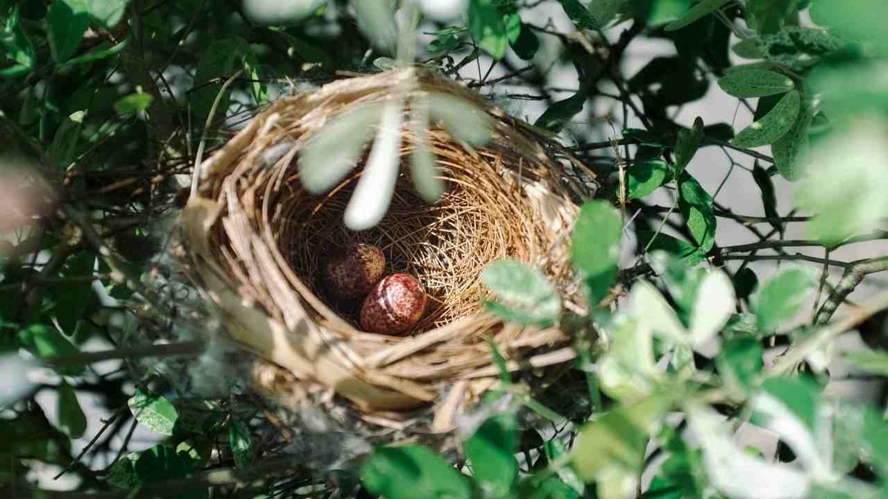 trova uova giardino