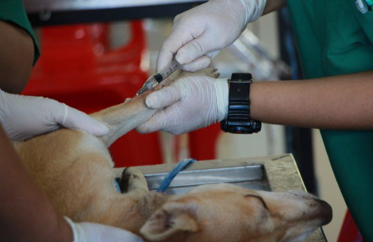 torna dal veterinario e piange