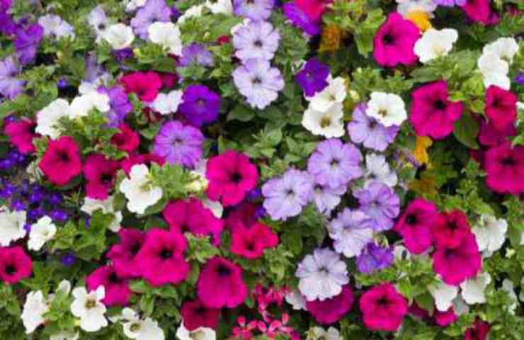 curare petunia consigli