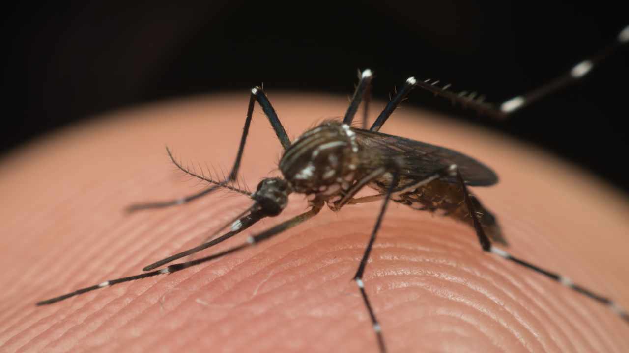 Dengue febbre spaccaossa casi Italia