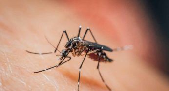 Febbre “spaccaossa”: cos’è e perché c’è il rischio che aumentino i casi