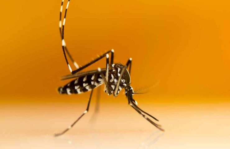 Dengue febbre spaccaossa casi autoctoni Italia