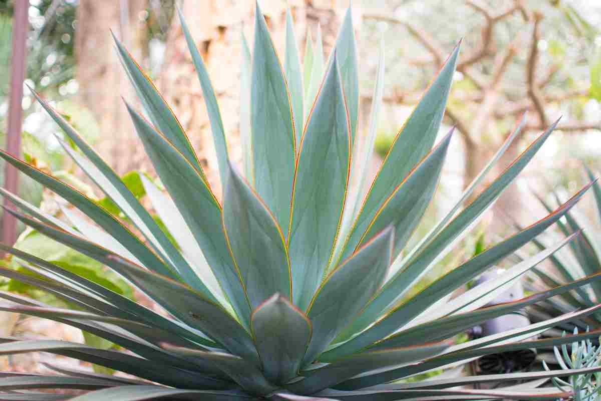 Agave