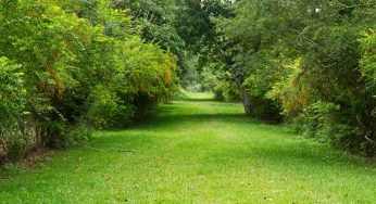 Alberi sempreverde nel tuo giardino: avrai sempre uno spazio verde meraviglioso