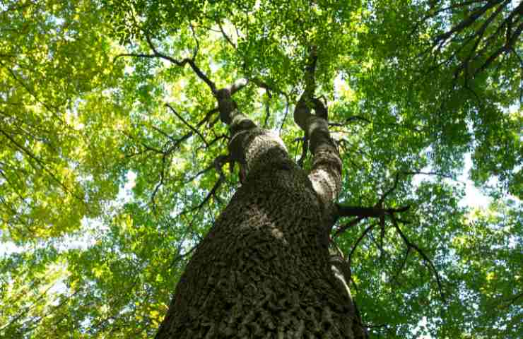 Alberi più belli al mondo