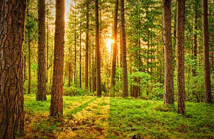 Alberi più belli