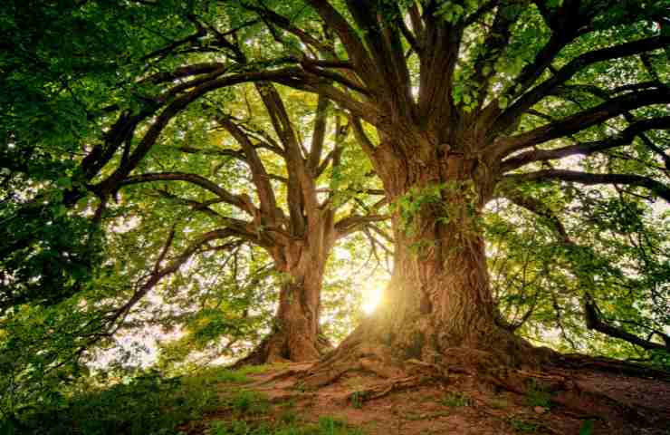 Alberi più belli