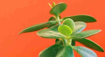 Albero di Giada e rami cavi: come intervenire subito