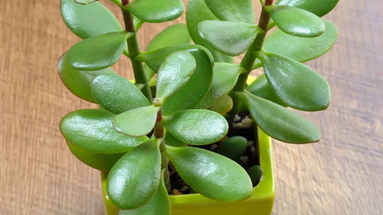 Albero di giada (Crassula ovata): usa questo fertilizzante naturale per  renderla super rigogliosa