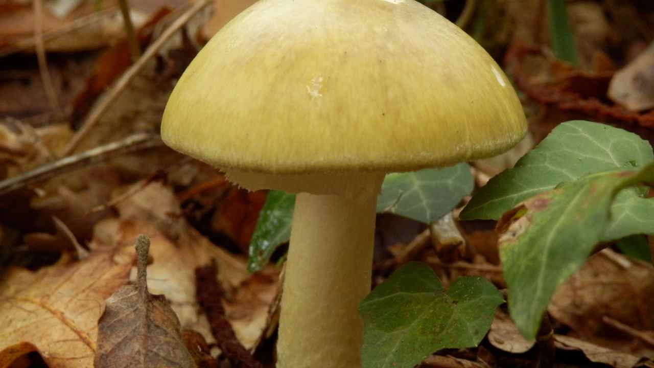 come riconoscere amanita falloide fungo più velenoso mondo