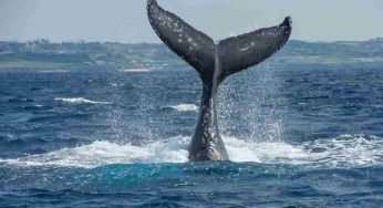 Islanda, triste notizia: riapre la caccia alle balene