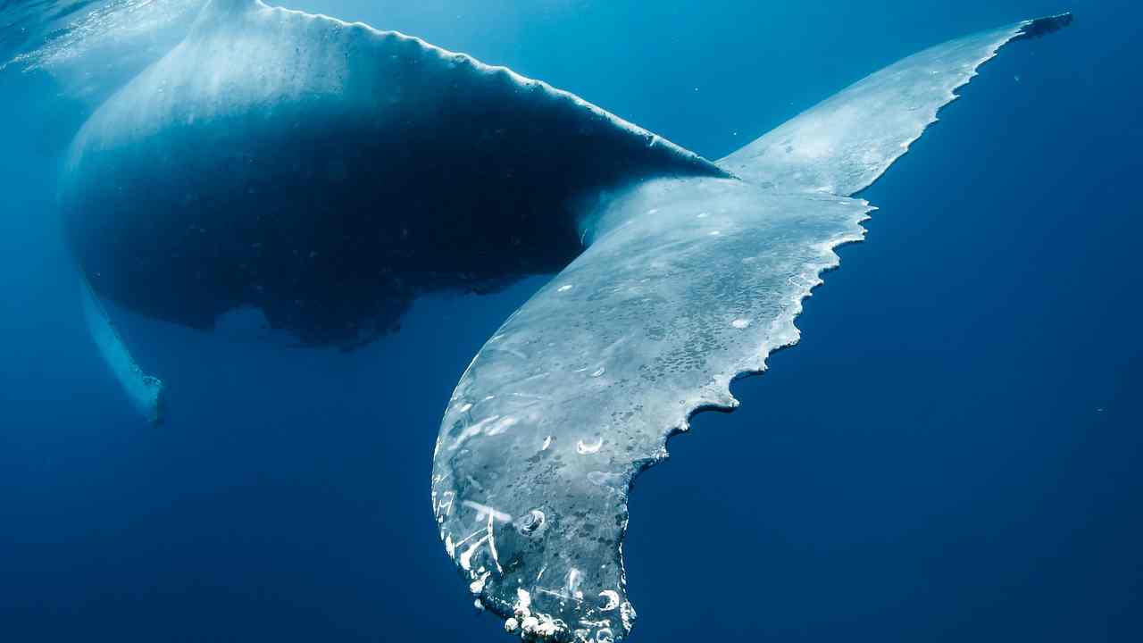 Caccia balenottere proteste ambientalisti