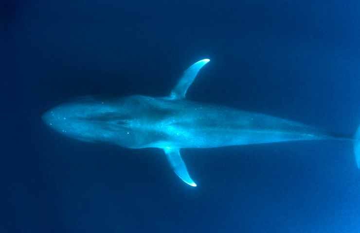 Caccia balene decisione