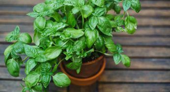 Basilico, utilizzalo così: non gettare nessuna sua parte