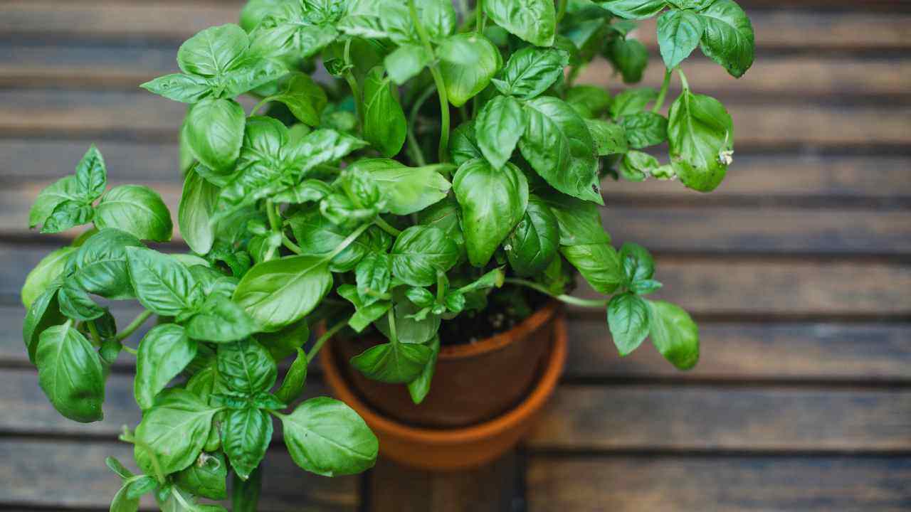Basilico, utilizzalo così: non gettare nessuna sua parte