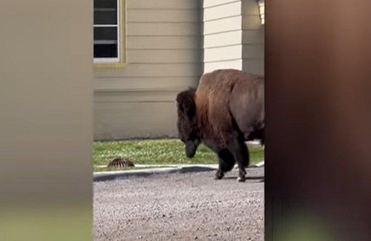 Bisonte passeggia strada video