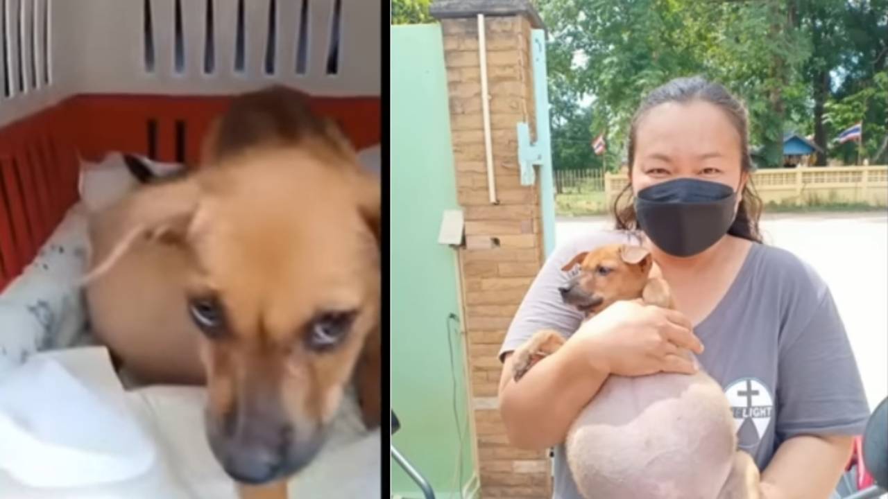 Gli hanno salvato la vita: la spaventosa metamorfosi di un cane dolcissimo