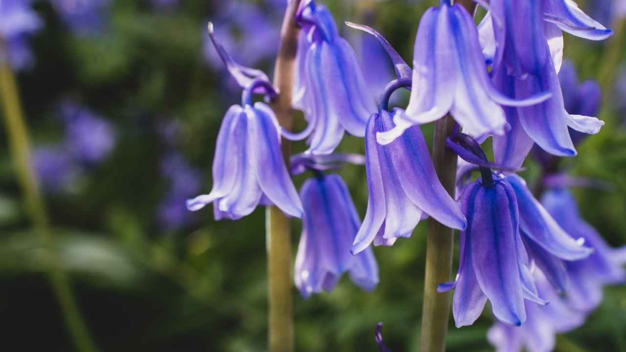 Campanula coltivare pianta