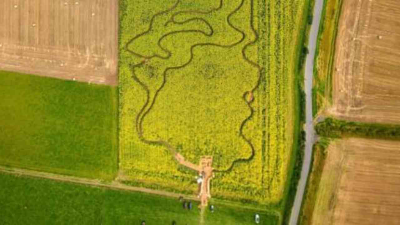 Fattoria trasformata in un labirinto con i girasoli 