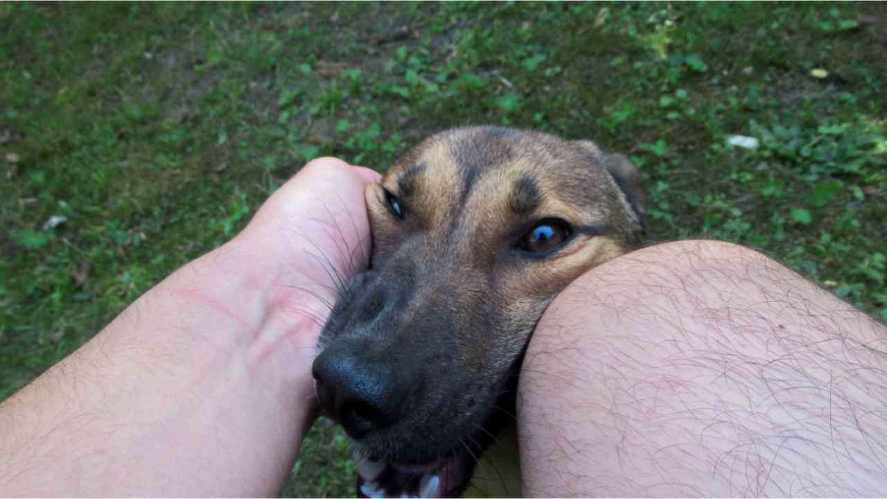 cane con la testa tra le zampe