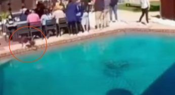 In molti potrebbero pensare che sia “un miracolo”, ma è solo un cane super veloce – VIDEO