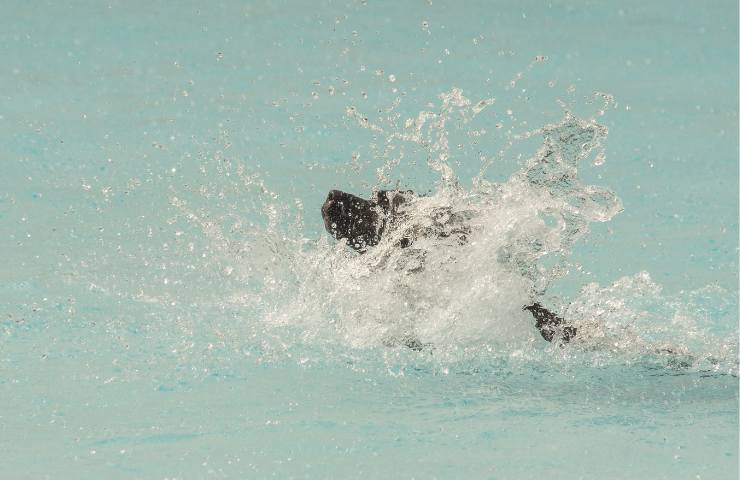 Coccodrilli salvano un cane nel fiume, il motivo