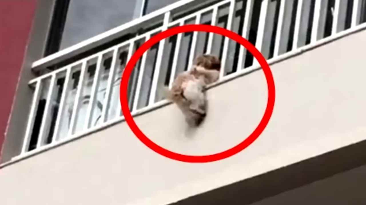 Cane in pericolo precipita dal balcone ma si salva in modo inaspettato