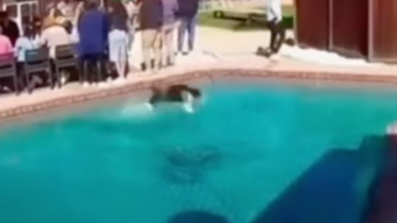 cane corre su superficie acqua