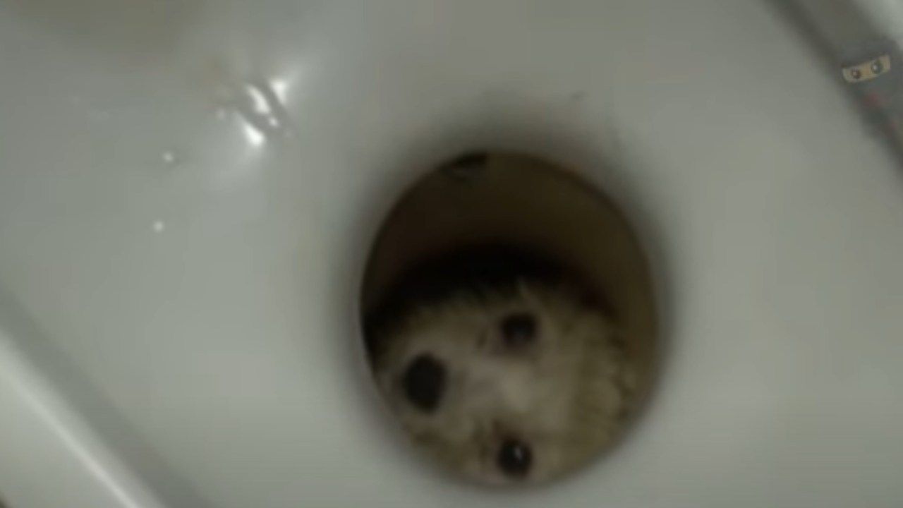 Signora anziana scopre il suo cane incastrato nel wc