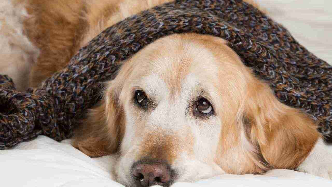 Come proteggere cane freddo consigli