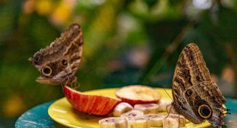 Casa delle farfalle: dal 1 ottobre riapre a Roma