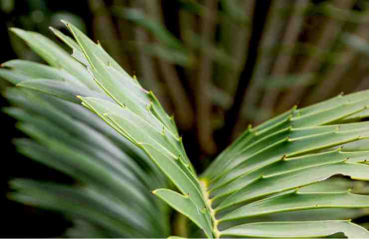 Cause delle foglie gialle delle cycas