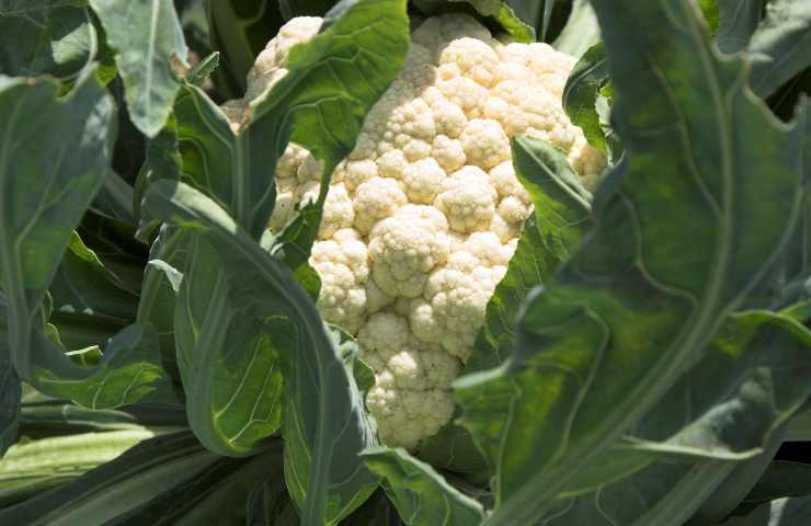 Cavolfiore coltivare giardinaggio errori