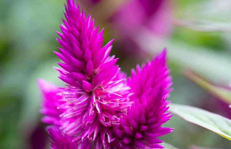 Celosia consigli coltivazione