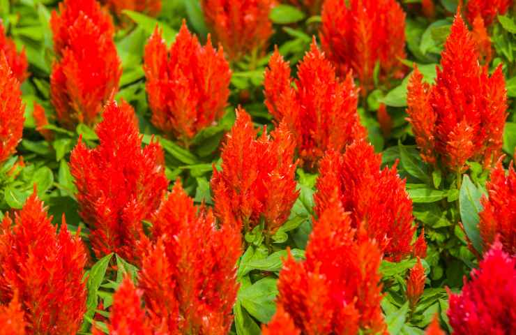 Celosia come coltivarla cura