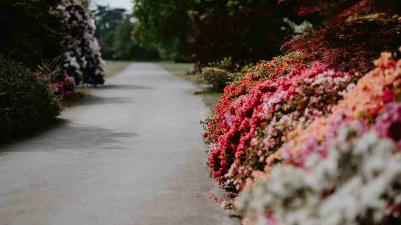 cespugli giardino quale pianta scegliere base mese