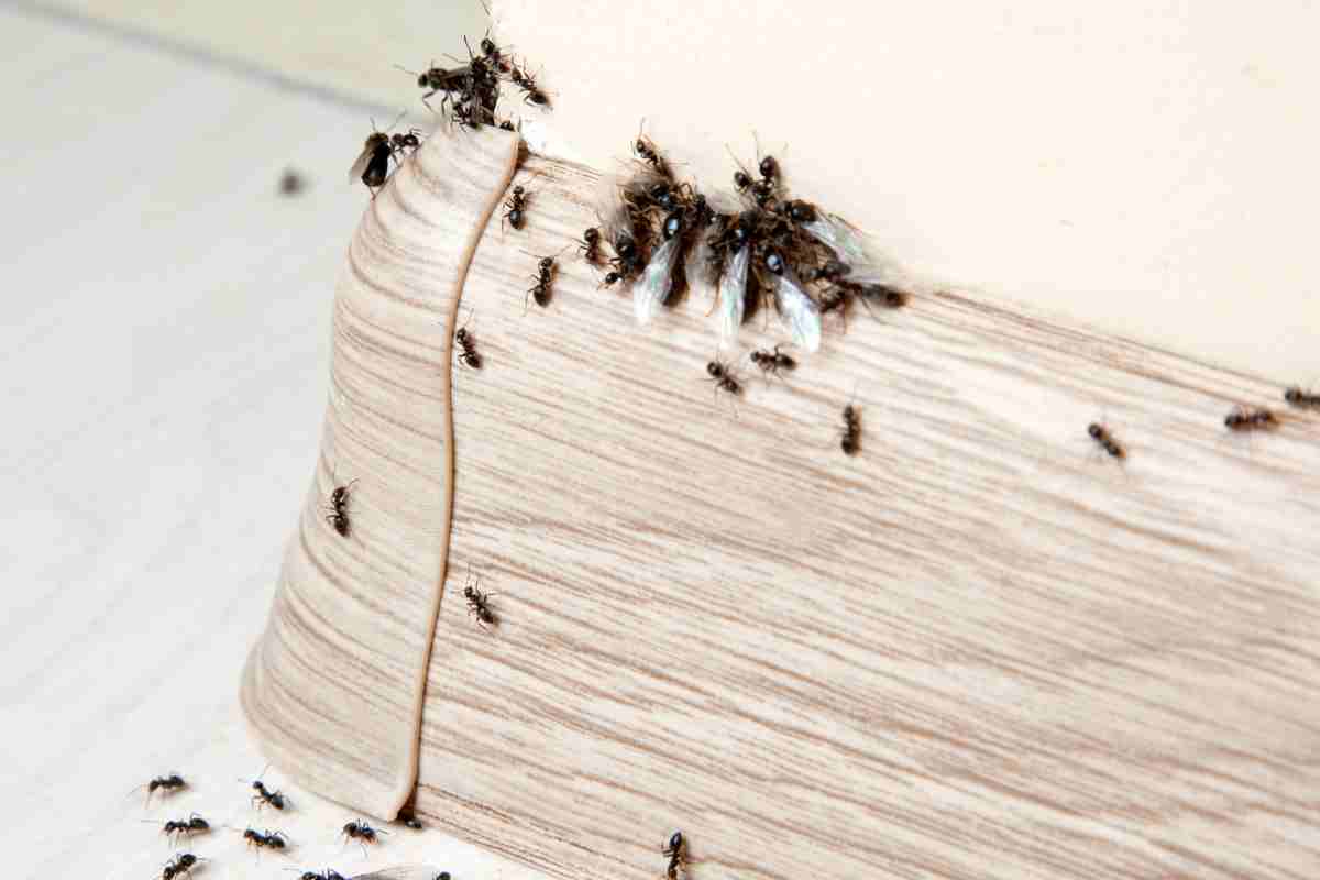 Che significato hanno le formiche in casa