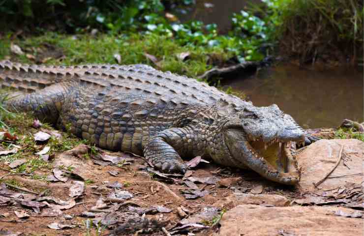 Coccodrilli salvano un cane nel fiume, il motivo