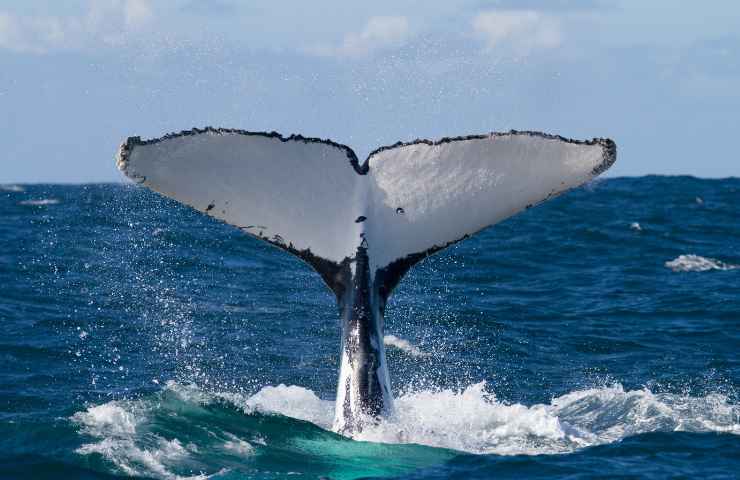 Islanda caccia balene decisione