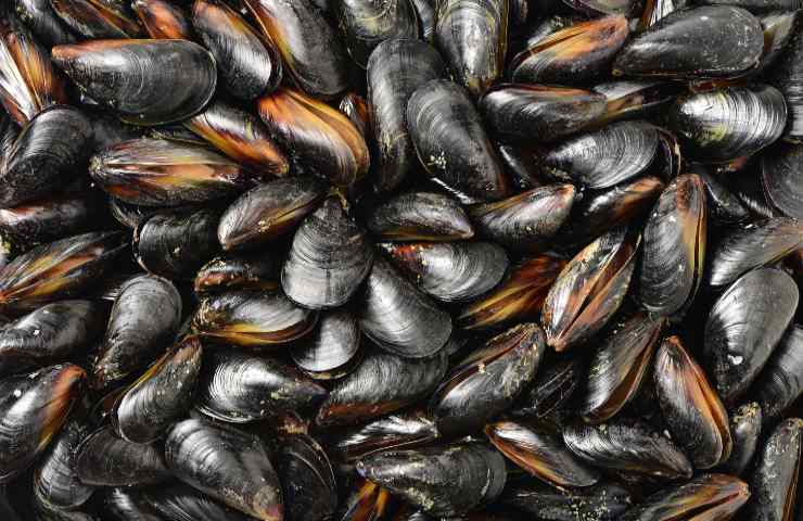 Gusci cozze orto