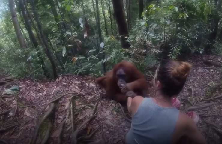 Mamma-orango afferra questa donna e si teme subito il peggio