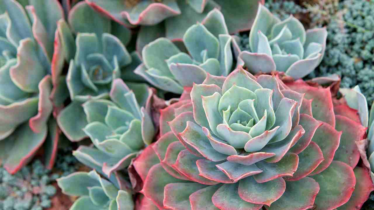 Echeveria cure