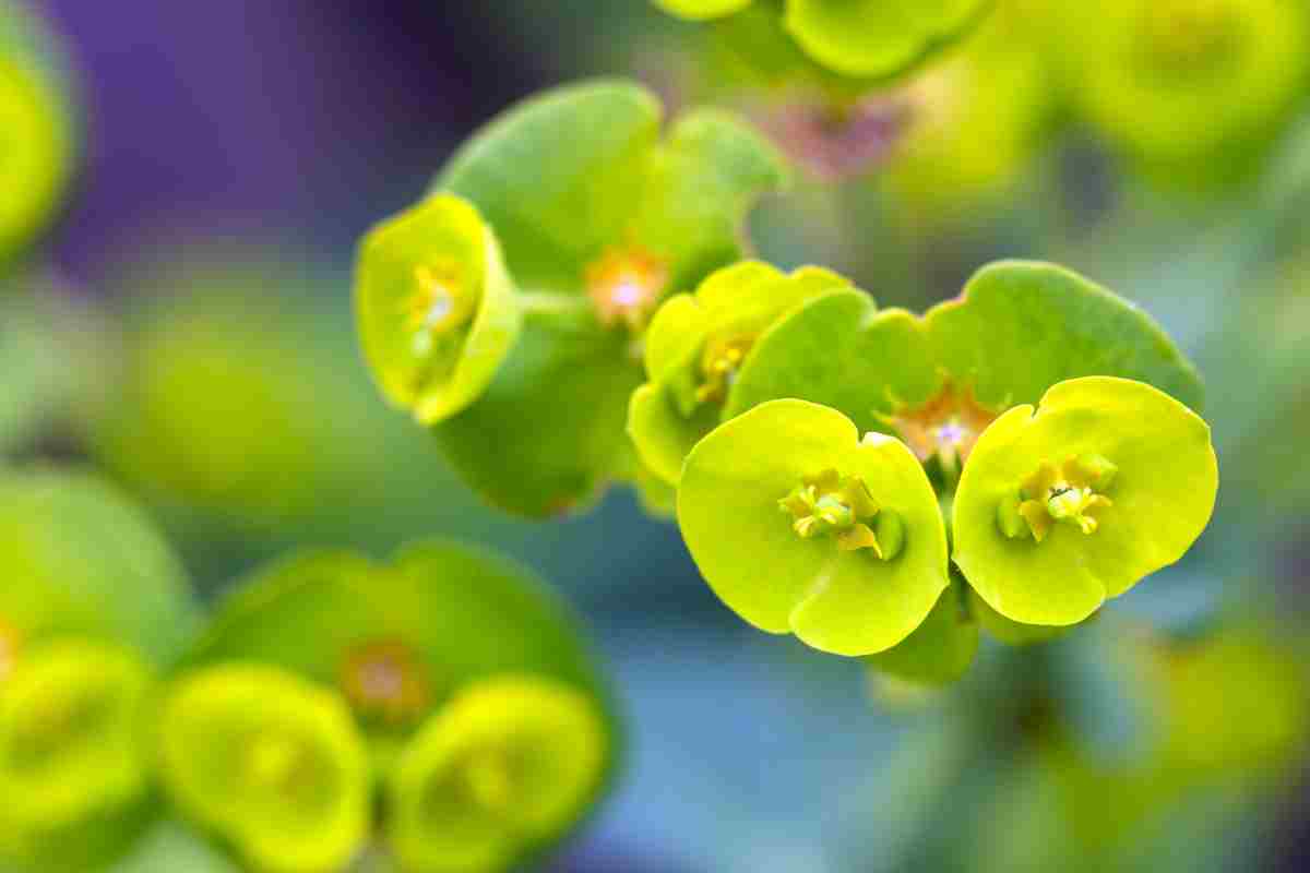 Euphorbia