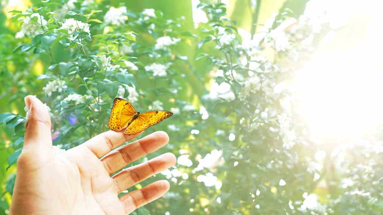 Farfalle ti toccano