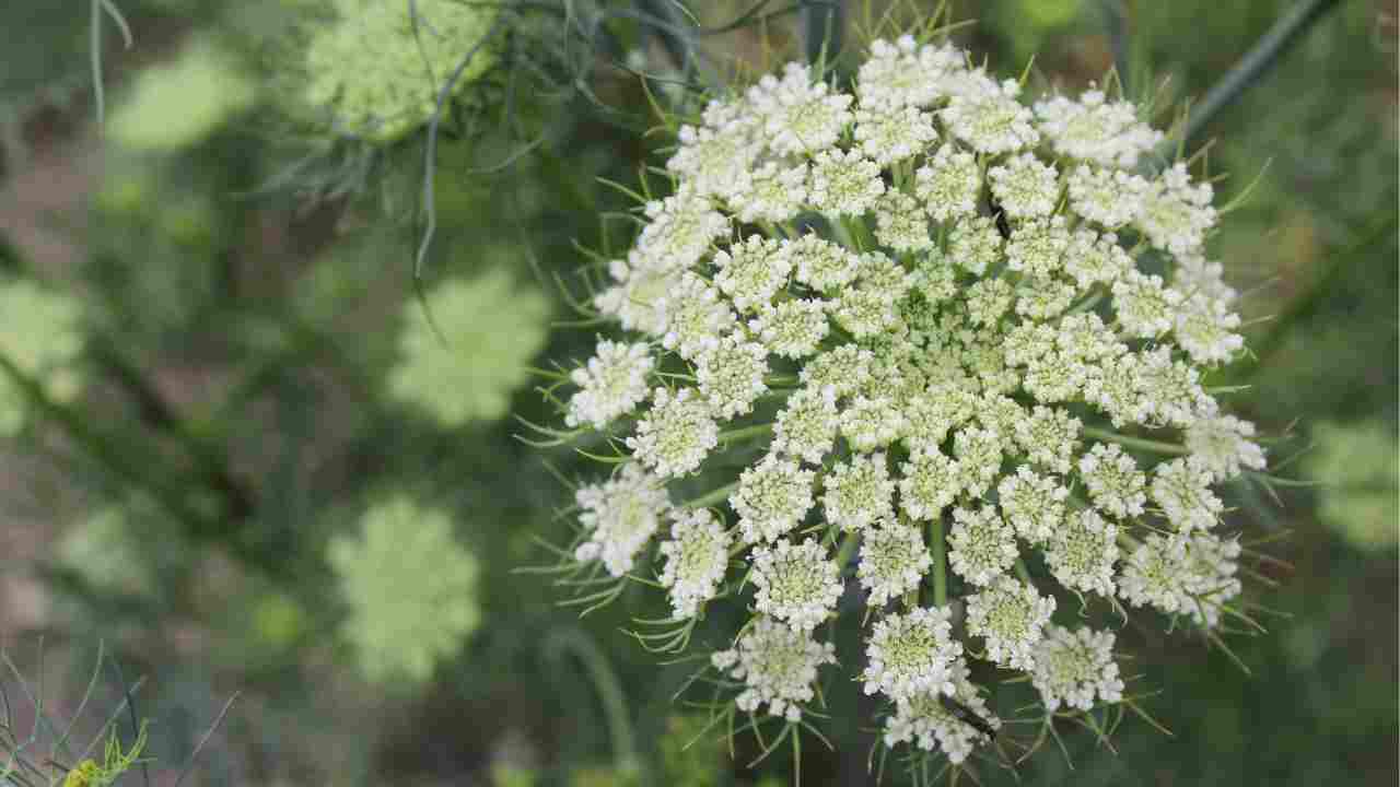 Il fiore che puoi trovare in cucina e che puoi coltivare dalle carote