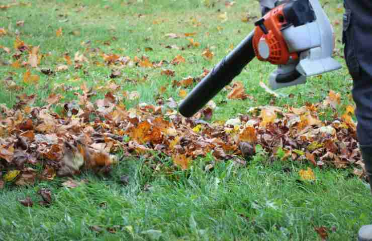 Foglie in giardino